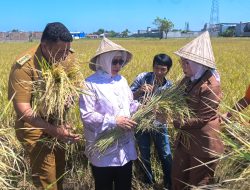 Ketua TP PKK Pacu Produktivitas Petani di Acara Musyawarah Tani Abbulo Sibatang