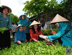 Lorong PKK Mangasa Disasar sebagai  Pilot Project Kampung PKK Binaan Provinsi Sulsel