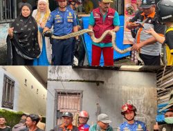 Respon Cepat Laporan Masyarakat, Damkarmat Posko Pengayoman Berhasil Evakuasi Ular di Kawasan Manggala